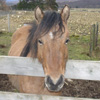 Image of a pony